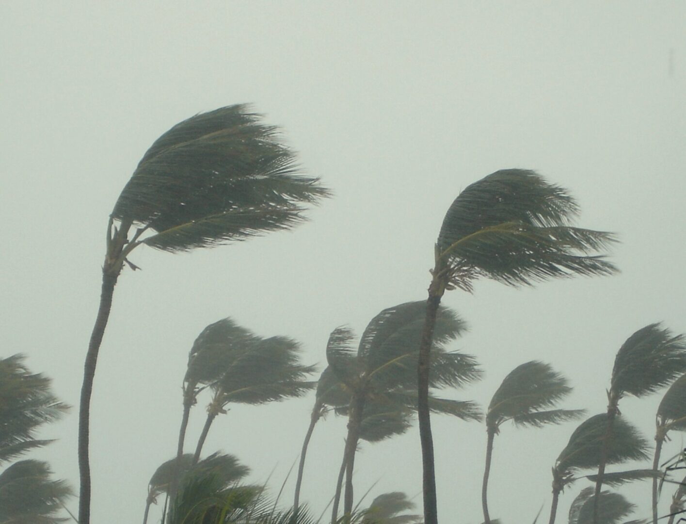 A group of palm trees blowing in the wind.