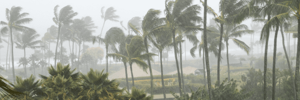 tropical storm tropical storm